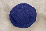 Vibrant Blue Azurite Sun on Siltstone - Australia #218025-1